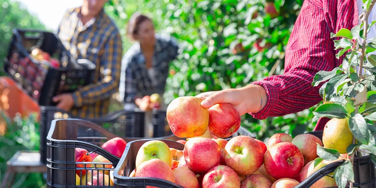 Fornitura integrata completa per carrello raccoglifrutta elettrico